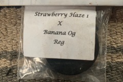 Vente: Strawberry Haze x Banana OG