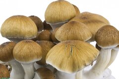 Venta: Amazon Mushroom