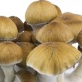 Venta: Amazon Mushroom