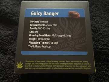 Sell: Exotic Genetix Guicy Banger