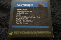 Sell: Exotic Genetix Guicy Banger