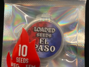 Vente: Loaded seeds - El Paso