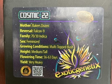 Vente: Cosmic 22 from Exotic Genetix
