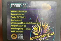 Venta: Cosmic 22 from Exotic Genetix