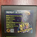 Sell: Midnight Delight from Exotic Genetix