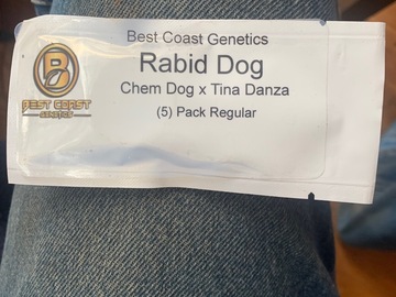 Vente: Best Coast Rabid Dog (Chem Dawg x Tina Danza)