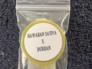 Vente: Hawaiian Sativa x Durban