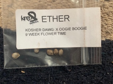Venta: Ether (Kosher Dawg x Oogie Boogie) from Kre8 genetics