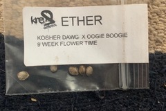 Sell: Ether (Kosher Dawg x Oogie Boogie) from Kre8 genetics