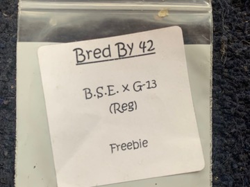 Sell: B.S.E. x G-13