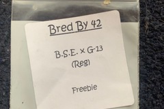 Sell: B.S.E. x G-13