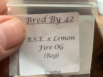 Venta: B.S.E. x Lemon Fire OG