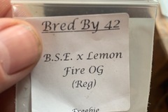 Sell: B.S.E. x Lemon Fire OG
