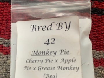 Vente: Monkey Pie by BB42
