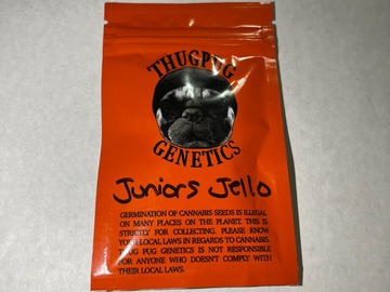 Sell: Thug Pug Genetics - Juniors Jello [MomsJello x Junior]
