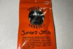 Vente: Thug Pug Genetics - Juniors Jello [MomsJello x Junior]