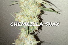 Venta: Chemrilla Snax (Gorilla Cookies  x Cocoa Chem) 5 Auto Reg Seeds