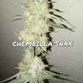 Vente: Chemrilla Snax (Gorilla Cookies  x Cocoa Chem) 5 Auto Reg Seeds