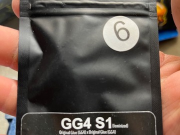 Sell: GG4 strains-GG4 s1