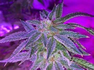 Vente: Twin Flame Cookies (Firedawg Cookies #5 X Megalodon) by: TFSC
