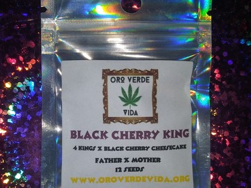 Venta: Black Cherry King - (4 Kings x Black Cherry Cheesecake) 12 seeds