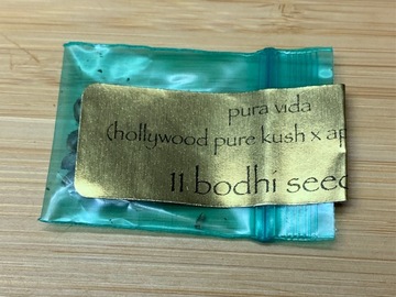 Sell: *RARE AF* Bodhi Seeds - Pura Vida (1 Pack)