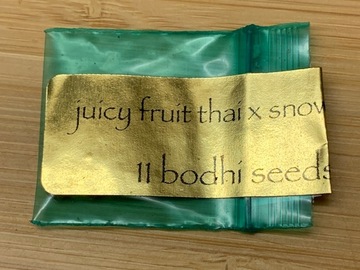 Venta: *RARE AF* Bodhi Seeds - Juicy Fruit Thai x Snow Lotus (1 Pack)