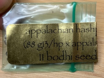 Venta: *RARE AF* Bodhi Seeds - Appalachian hashplant (1 Pack)