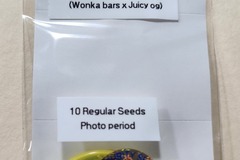 Sell: Acid Juice ~ Wonka bars X Juicy OG By Adhesive Genetics