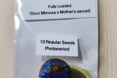 Sell: Fully Loaded ~ Sour Mimosa X Mother's Secret by Adhesive Genetics