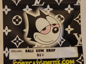 Vente: Bali Gum Drop S1 Copycat Genetix Clone Only FEMS