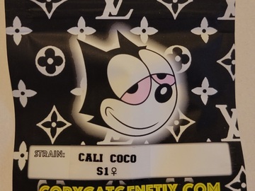 Vente: Cali Coco S1 Copycat Genetix Clone Only FEMS