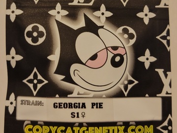 Vente: Georgia Pie S1 Copycat Genetix Clone Only FEMS