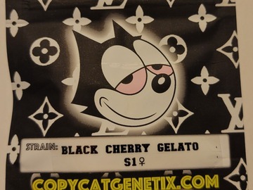 Vente: Black Cherry Gelato S1 Copycat Genetix Clone Only FEMS