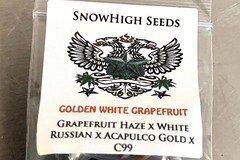 Sell: SALE! Golden White Grapefruit - Snow High + Freebies + $0 Ship