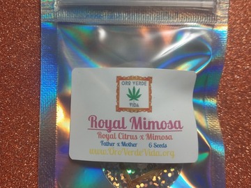 Vente: Royal Mimosa - (Royal Citrus x Mimosa) 6 seeds