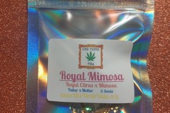 Sell: Royal Mimosa - (Royal Citrus x Mimosa) 6 seeds