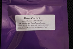Sell: Gas Reaper Genetics RuntZorbet 5 pack