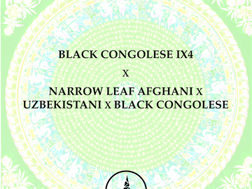 Sell: Congolese IX4 x Narrow Leaf Afghani x Uzbeki x Black Congolese