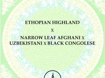 Vente: Ethopian Highland x Narrow Leaf Afghani x Uzbeki x Congolese