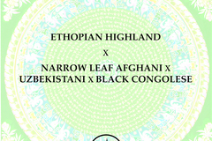 Vente: Ethopian Highland x Narrow Leaf Afghani x Uzbeki x Congolese