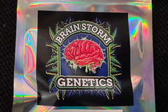 Sell: Brainstorn Genetics Tarzan Auto 5 pack