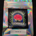 Sell: Brainstorn Genetics Tarzan Auto 5 pack