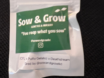 Venta: Sow & Grow (CFL x Puffo Gelato) x Deathdream 6 pack