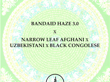 Sell: Bandaid Haze 3.0 x  Narrow Leaf Afghani x Uzbeki x Congolese