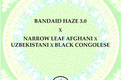Sell: Bandaid Haze 3.0 x  Narrow Leaf Afghani x Uzbeki x Congolese