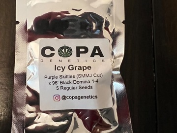 Vente: Copa genetics Icy Grape