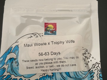 Vente: Maui Wowie X Trophy Wife By Surfr Seeds