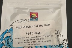 Sell: Maui Wowie X Trophy Wife By Surfr Seeds