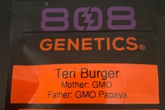 Sell: Teri Burger By 808 Genetics
